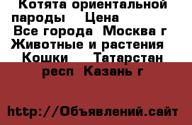 Котята ориентальной пароды  › Цена ­ 12 000 - Все города, Москва г. Животные и растения » Кошки   . Татарстан респ.,Казань г.